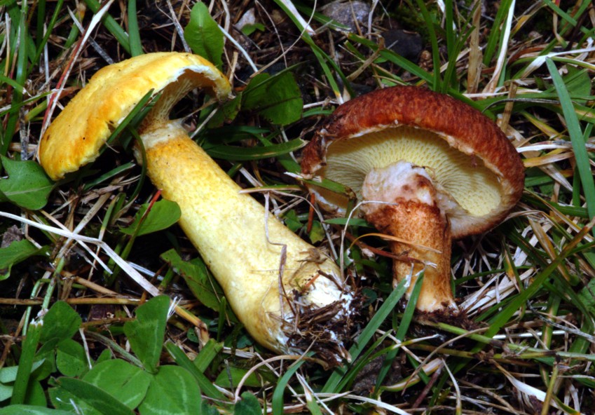 Boletinus cavipes